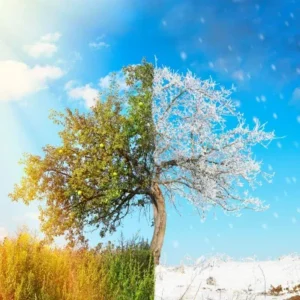 Tree divided - on the left bright summer sun, green leaves, on the right, white blanked of snow