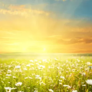 Summer Solstice - A bright summer sun shines in the background above a field of white daisies