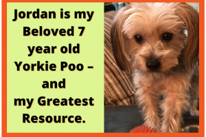 Jordan, my beloved 7 year old yorkie poo